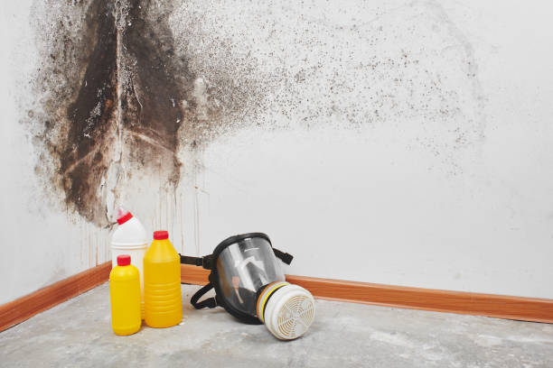 Best Commercial Mold Removal  in Pinehurst, TX