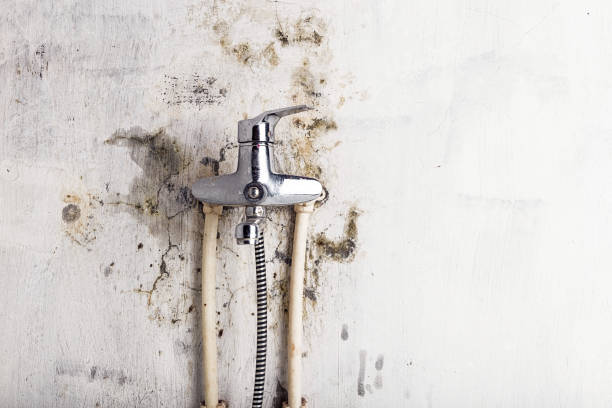 Best Black Mold Removal  in Pinehurst, TX
