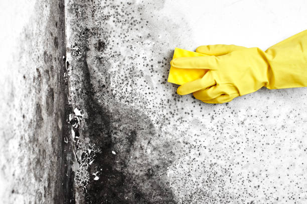 Best Black Mold Removal  in Pinehurst, TX