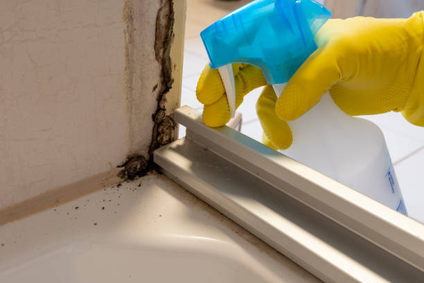 Attic Mold Removal in Pinehurst, TX