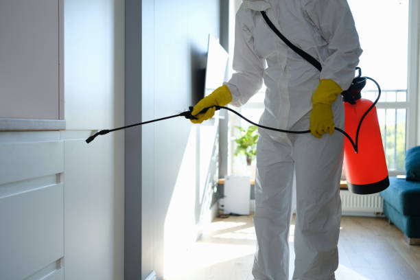 Trusted Pinehurst, TX Mold Removal Experts