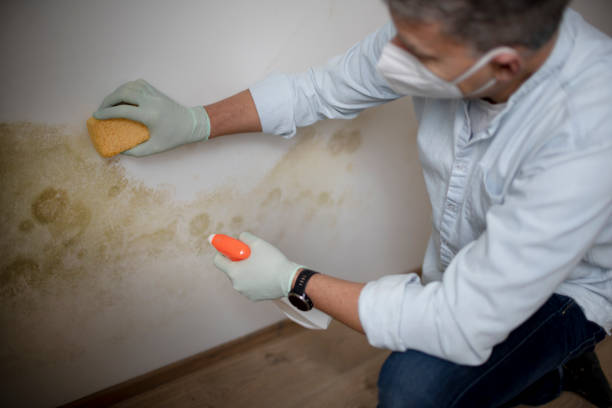 Best Black Mold Removal  in Pinehurst, TX