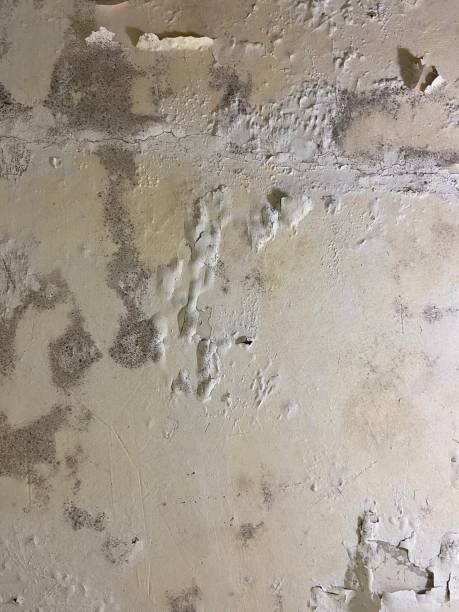 Best Home Mold Removal  in Pinehurst, TX