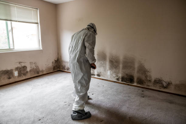 Best Commercial Mold Removal  in Pinehurst, TX