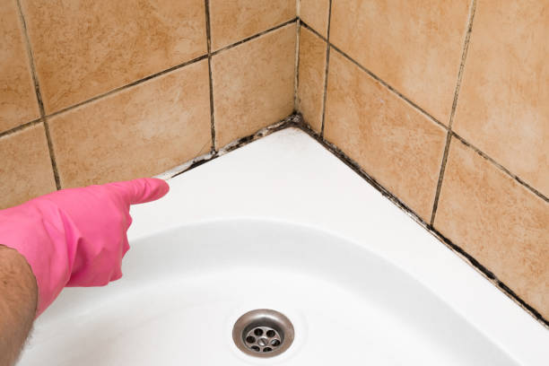 Best Professional Mold Removal  in Pinehurst, TX