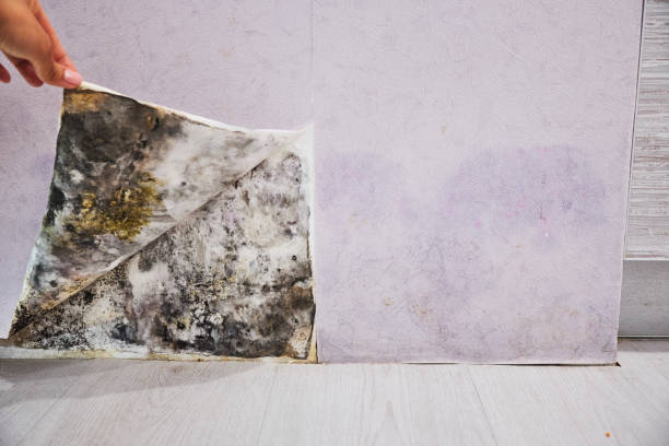 Best Mold Cleaning Services  in Pinehurst, TX